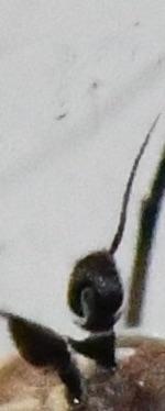 Syntormon sp.